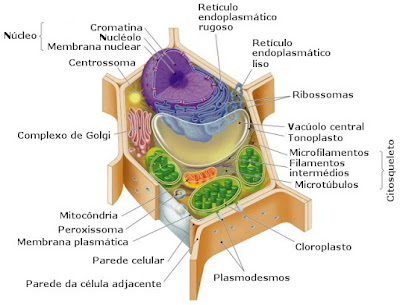 celula procariota y eucariota. Células Eucariotas são células