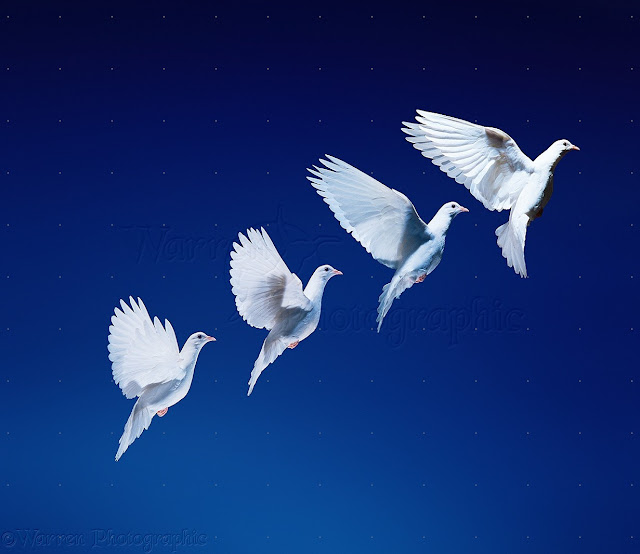 White Dove Wallpapers