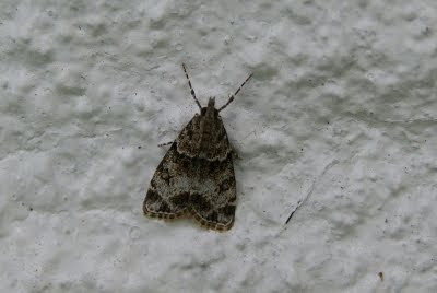 Variabele Granietmot - - Eudonia mercurella