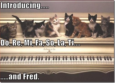 Funny Pictures: Musical kitties