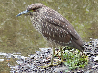 Bihoreau gris - Nycticorax nycticorax - Héron bihoreau