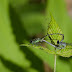 Libellules de France et dAilleurs - DRAGONFLY WORLD