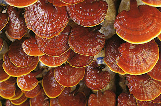 Ganoderma lucidum (ganocafe coffee) has more than 113 species exist naturally