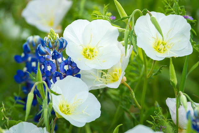 Texas Bluebonnet and Evening Primrose