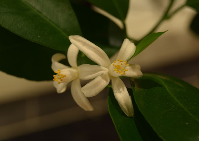 Citrus Calamondin blommar