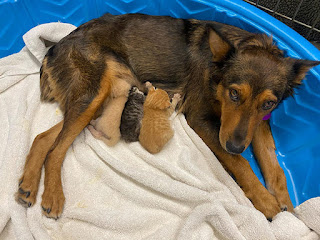 Perra rescatada adopta tres gatitos huérfanos después de perder su propia camada de cachorros