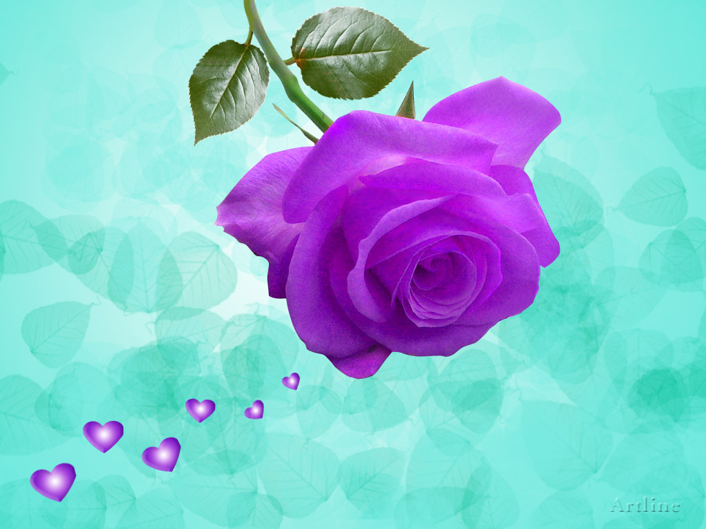 types of vintage flowers Purple Hearts and Roses | 1024 x 768