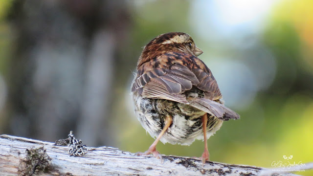 Birds Of Newfoundland