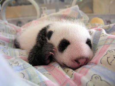 Baby pandas, born ,very small, 