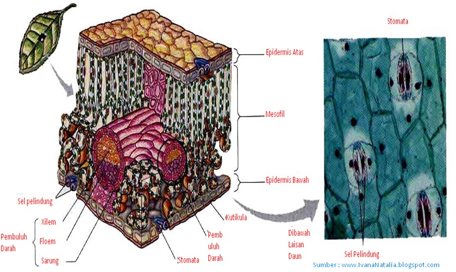 Nee Ivana s Blog Gambar  Penampang  Akar Daun  Dikotil  dan  