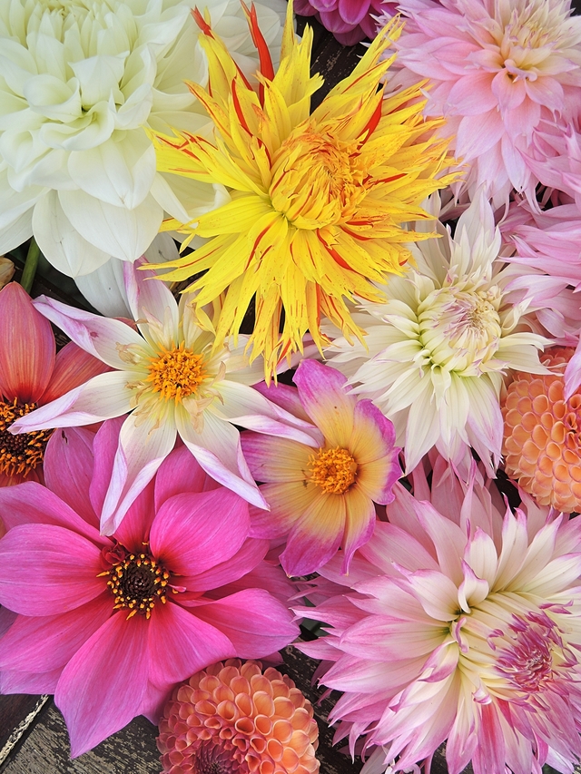 Geklets: over de tijd die vliegt, een afscheid, medicatie, chaos, linkjes en foto's van mooie bloemen ...