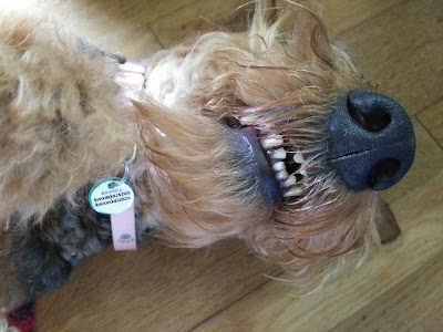 Airedale Nona, her teeth showing
