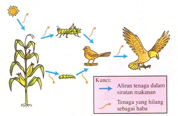 Piramid Nombor dan Aliran Tenaga Dalam Siratan Makanan 