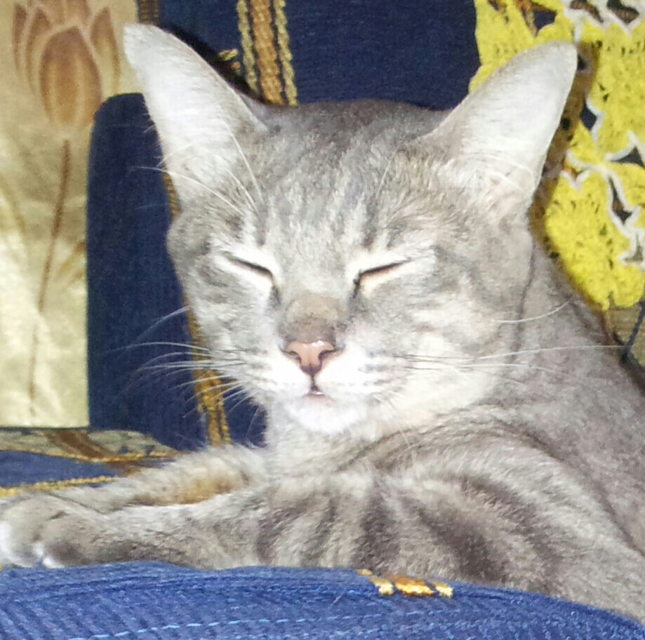 Kucing Utara Kucing Atasi Asthmanya Dengan Cara Tidur