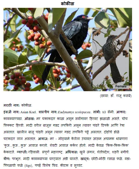 koel kokil bird information in marathi