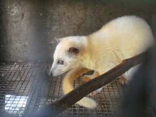 Jenis Musang Paling Mahal