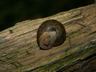 Escargot du Québec