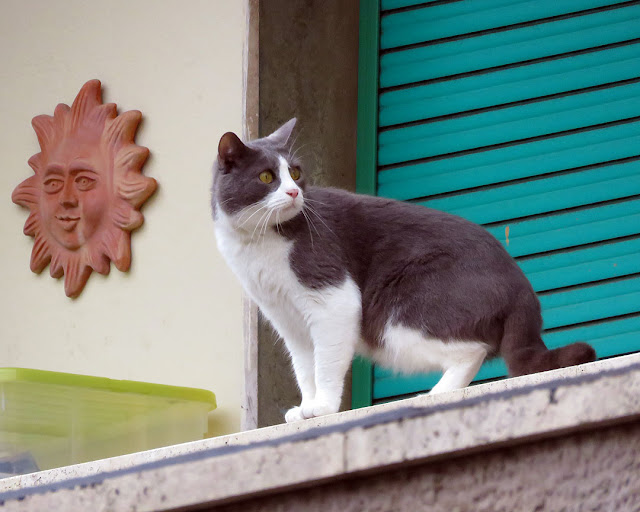 Cat on a balcony, Via Ernesto Rossi, Livorno