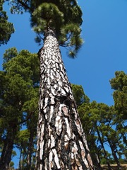 Pinus-canariensis