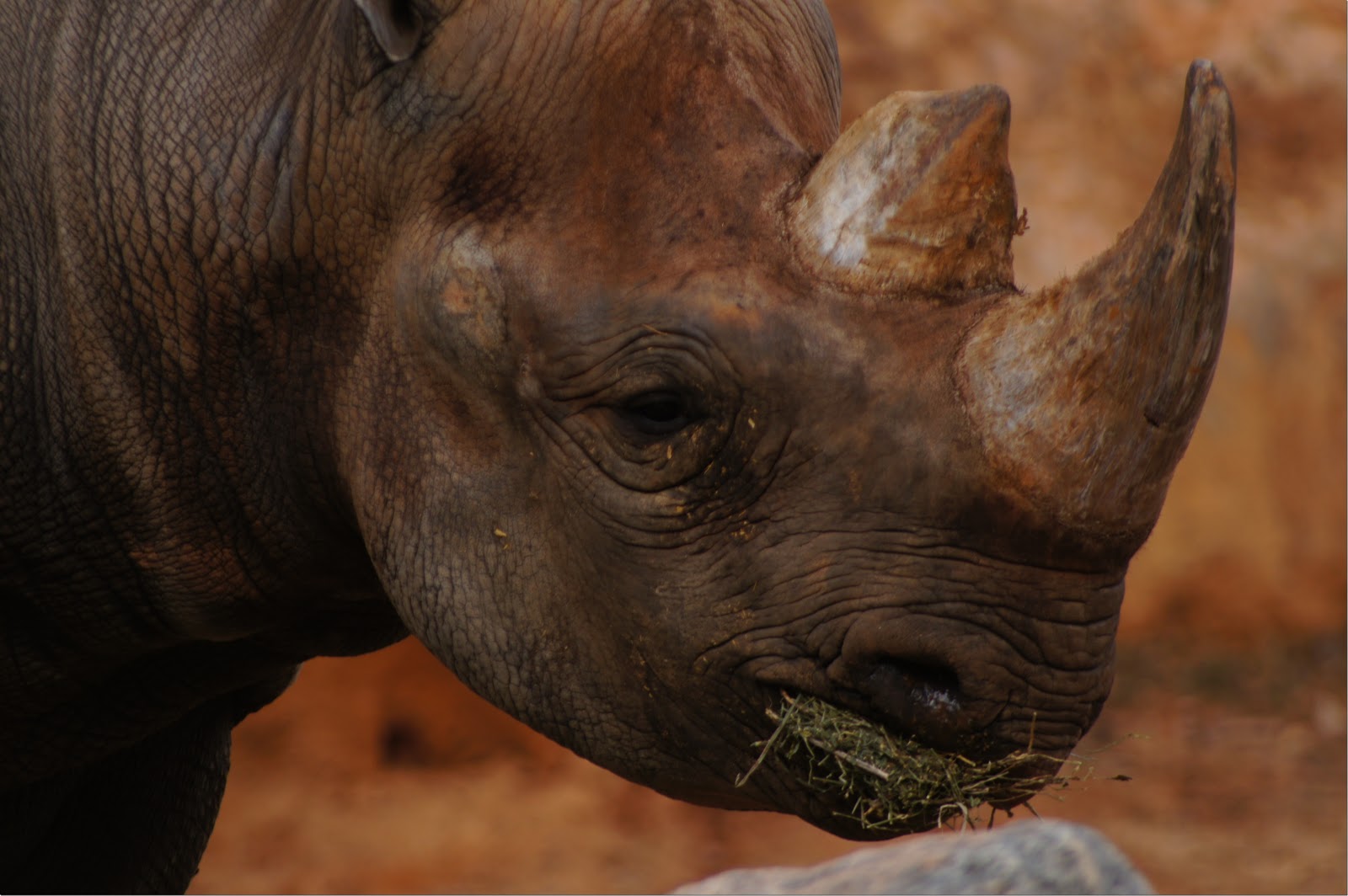 Commercial use free picture of a rhinoceros.