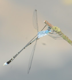 Crenulated Spreadwing (Lestes praemorsus decipiens)