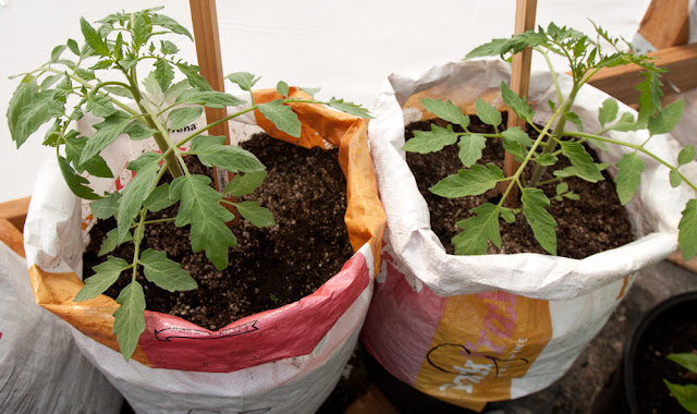 64-day-old Cherokee Purple tomato plants