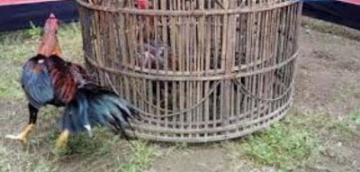 Cara Melatih Pukulan Ayam Agar Keras, Cepat dan Tepat Sasaran - memiliki ayam aduan yang selalu menang saat di adu adalah kebanggaan tersendiri bagi pemiliknya