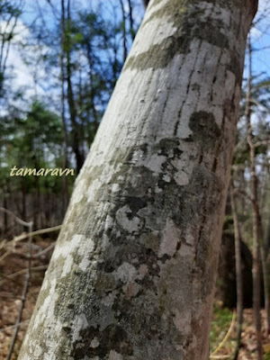 Клён ложнозибольдов (Acer pseudosieboldianum)