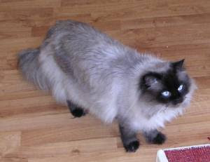 himalayan cat kitten puss pussy pussycat grimalkin kat mace pisik kotka gat macka kocka kass pusa kissa gato katze macska kottur kakis kate qattus kot pisica macka katt kedi con meo kucing pets, huisdieren, animaux de compagnie, Haustiere, animais, Animale de companie, animales domesticos, husdjur, Evcil Hayvan, anifeiliaid anwes, domace zvali, binatang kesayangan, augintiniai, animali domestici, peatai, bet kay, lemmikit, mga alagang hayop, domaci zvirata, kucni ljubimci, animals domestics, maskotak, binatang peliharaan