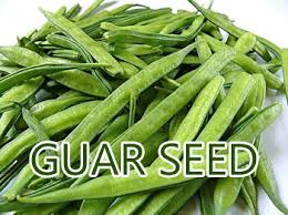 Gaur Seed Tips, Free Stock  Tips, Free stock calls, stock market tips, Agri commodity Calls, Agri commodity Tips, Free Agri Tips, 