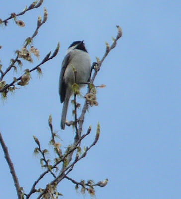 chickadee