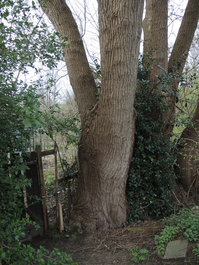 In het park: mossen en grassen en bomen en zonnestralen op de bremweide