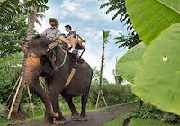 elephant back safari