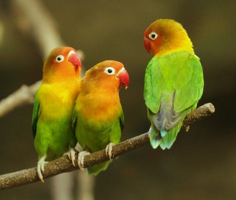 Dapat Mengobati Penyakit Cacingan Pada Burung Lovebird 