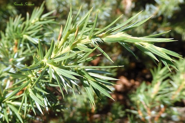 Juniperus Communis - Ginepro