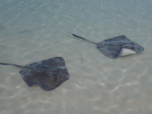 stingrays