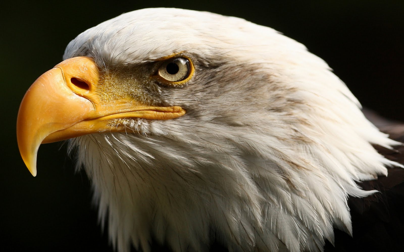 Fabulous And Amazing Eagle  Wallpapers  in HD  For More 