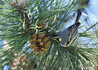 Yelllow-throated warbler, Carondelet Park, St. Louis MO, by  Andy Reago and Chrissy McClarren, Apr. 2016