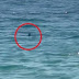 Vídeo: Nadadora é elogiada ao 'driblar' tubarão que rondava praia turística