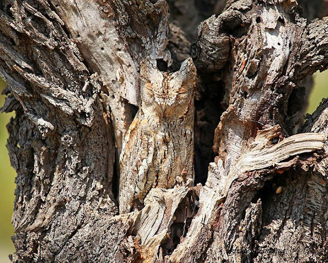 Owl camouflage, camouflaged owls