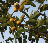 Guava fruits