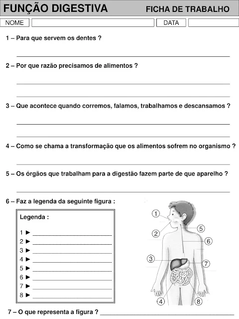 Órgãos do Corpo Humano e Suas Funções