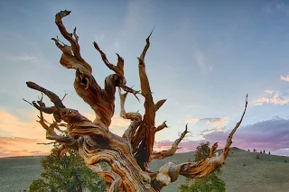 Methuselah (Great Basin Bristlecone Pine)