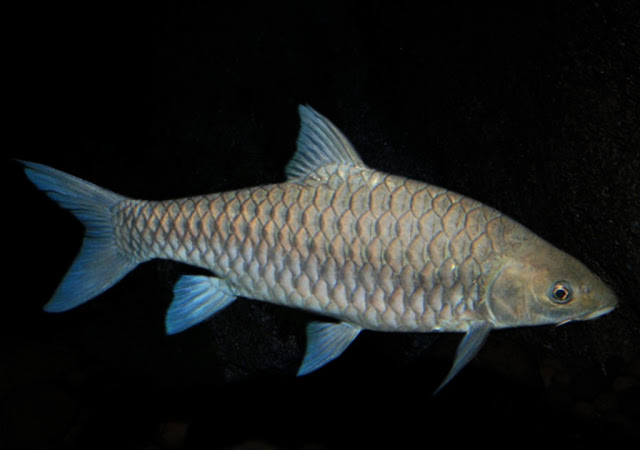 Ikan Kelah Mahseer Kalimantan