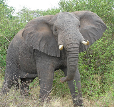 Elephant  Image