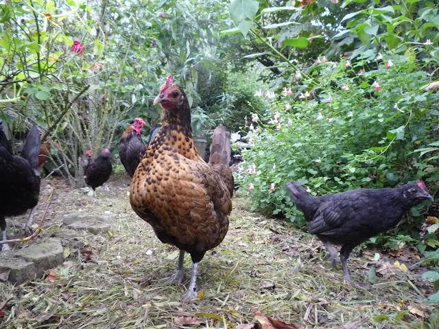 Organic Forest Garden Poultry