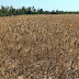 Wheat Field