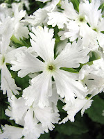  Primula siboldii примула Зибольда 