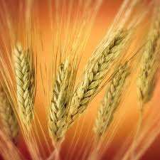 Although not a fruit, wheat is often implicated with the forbidden fruit in paradise. 