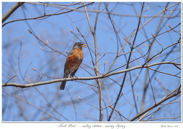 Fresh Pond: ... calling chitters... waving Spring...